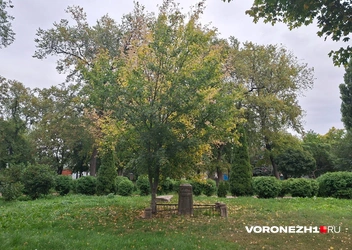 Источник: Алёна Воропаева / Voronezh1.ru
