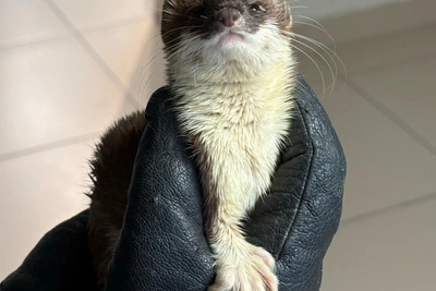 В Кургане ласку с переломами отправят лечить в Москву