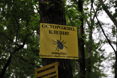 На Ставрополье выявлен случай боррелиоза от клеща