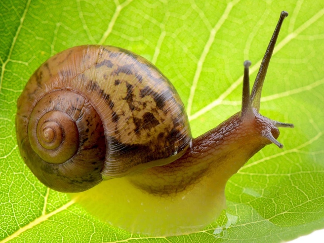 Раковина появилась у брюхоногих моллюсков (Gastropoda), вероятно, сотни миллионов лет назад. С тех пор спиральная конструкция «домика», идеально приспособленная для того, чтобы не стеснять свободу передвижения, служит им надёжным укрытием | Источник: Zoonar GmbH RM via Legion Media