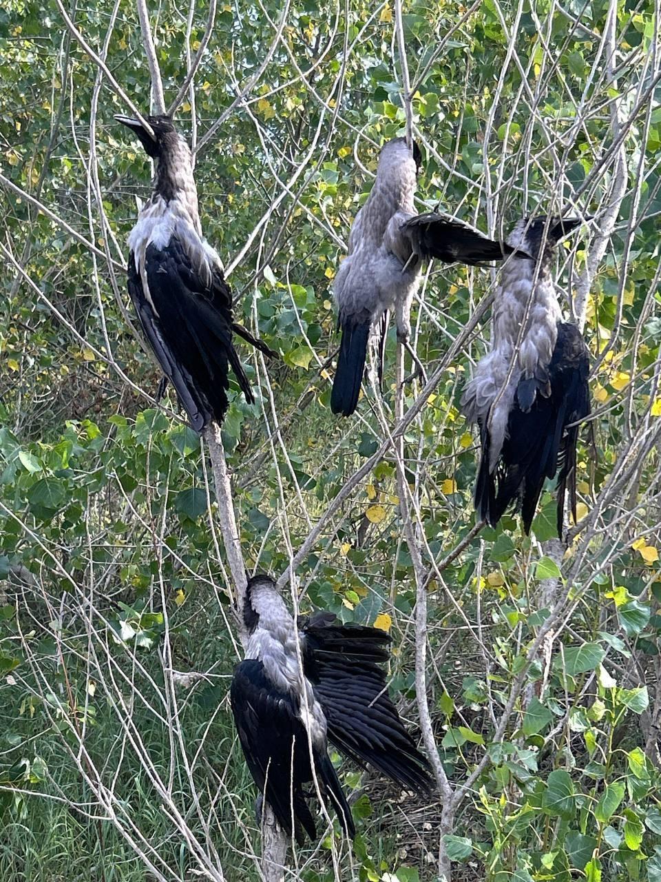 «Жертвоприношения, садизм, забавы охотников?» В городе-спутнике Волгограда нашли мертвых повешенных птиц — жуткие кадры