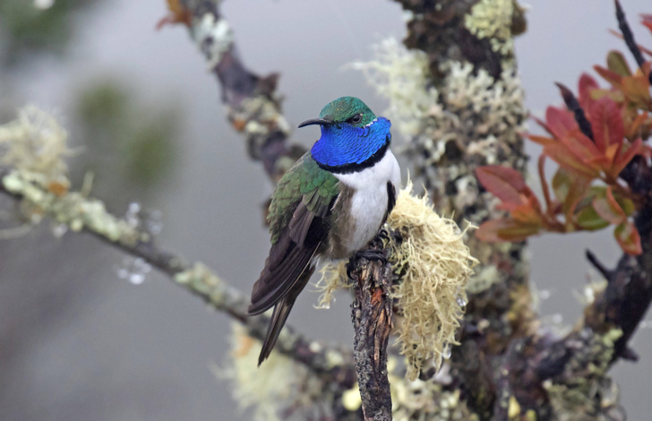 Песни эквадорского колибри не слышны другим птицам