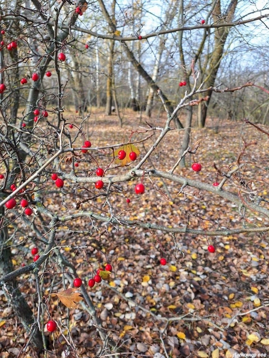 Источник: Читатель V1.RU Александр