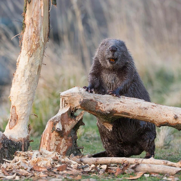 «Раз&nbsp;— и готово!» | Источник: Leopold Kanzler / European Wildlife Photographer of the Year 2018