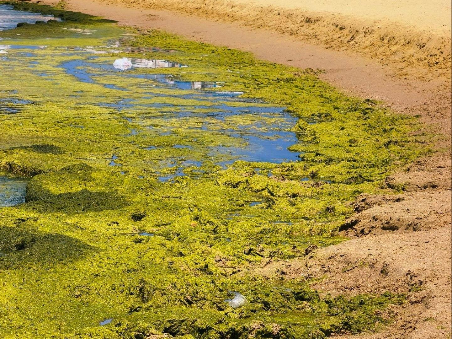 Берег чернеет на курортах Краснодарского края, а море окрасилось в зеленый цвет: что там происходит — кадры
