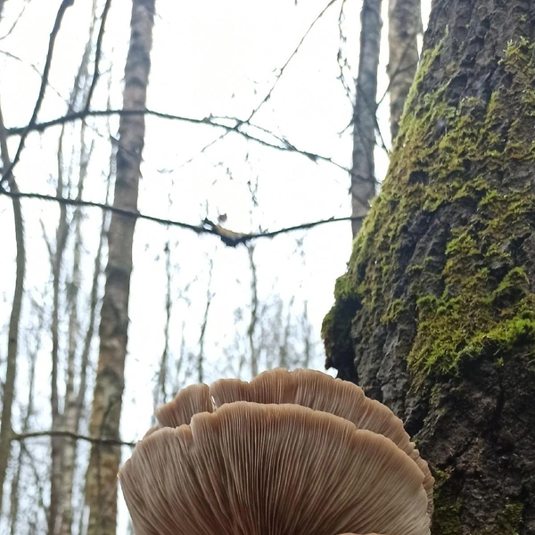 Красавица-вешенка, собранная в Ступинском районе | Источник: Наталья Шатова / Грибы в Подмосковье 2025 / VK.com