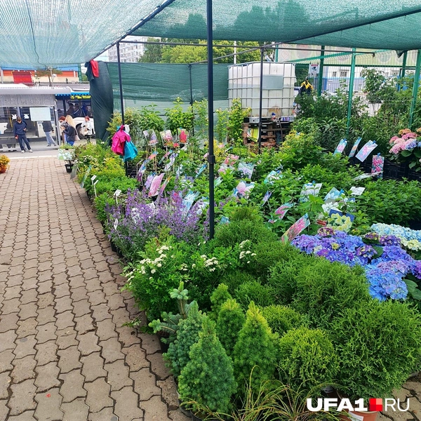 Многолетники — выбор огромен | Источник: Марина Каримова / UFA1.RU