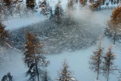 В Якутии сократилось поголовье оленей, но выросло число хозяйств