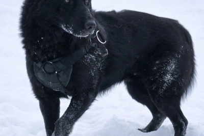 Трёх немецких овчарок передают из полиции в добрые руки