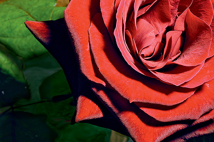 Упала на лапу Азора: 10 занимательных фактов о розах
