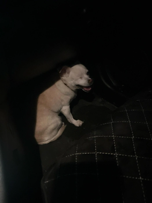 Сейчас собачка уже дома | Источник: «Бюро находок Новосибирска» / Vk.com