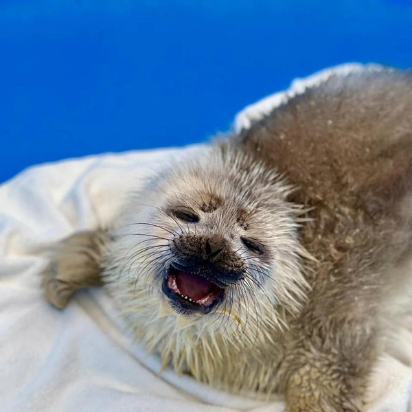 серый тюлень Приветик | Источник: Спасение тюленей 699-23-99 / Vk.com