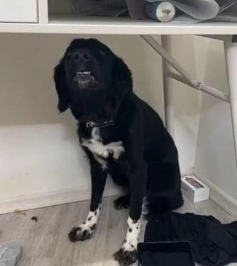 Та самая собачка  | Источник: Фонд помощи животным Тобольск / Vk.com 