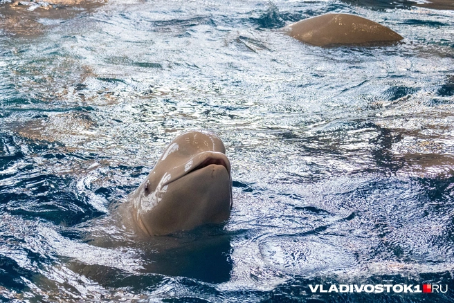 Источник: Елена Буйвол / VLADIVOSTOK1.RU