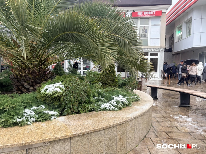 Источник: Анна Грицевич / SOCHI1.RU