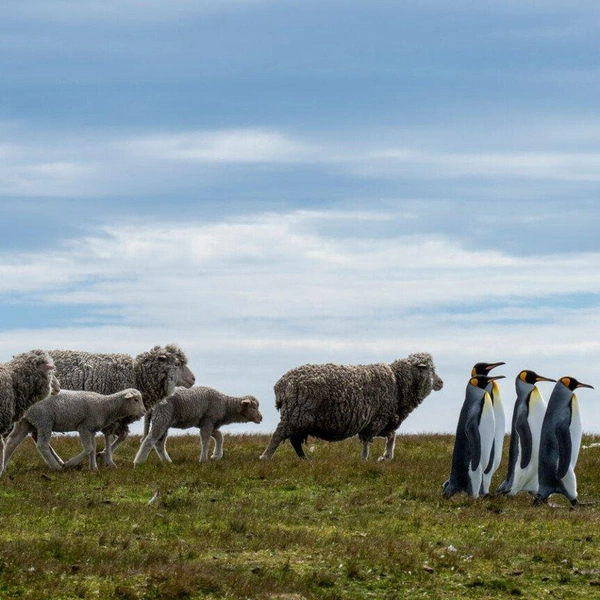 «Овцы, не отстаем там!» | Источник: Ralph Robinson / Nikon Comedy Wildlife Awards 2025