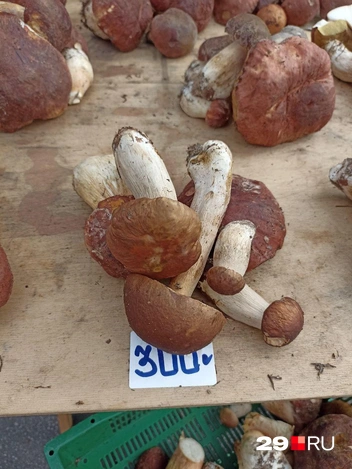 Источник: Иван Митюшёв / 29.RU