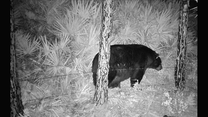 Легкая добыча: во Флориде медведь покусился на декоративную свинью