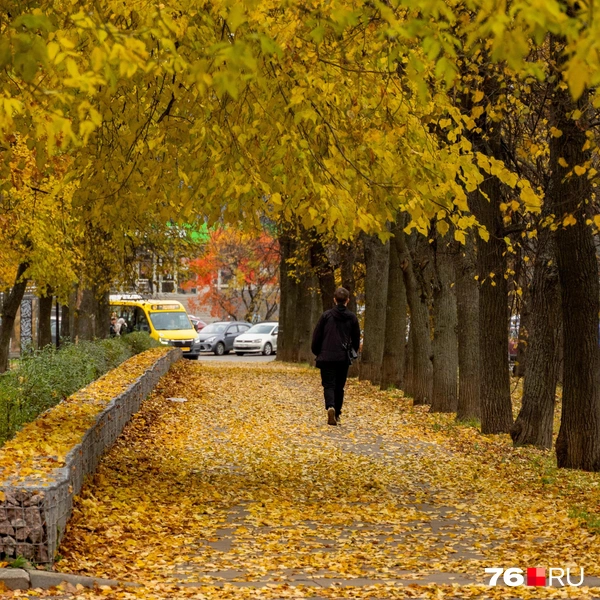 Локации есть как внутри парка, так и по периметру | Источник: Кирилл Поверинов / 76.RU