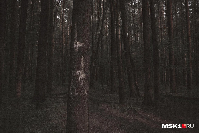В лесу, где находили тела жертв, на деревьях до сих пор нарисованы необычные знаки | Источник: Вера Борисова, Серафима Пантыкина / MSK1.RU