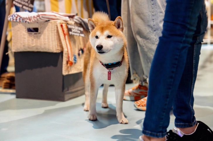 Источник: Flowwow