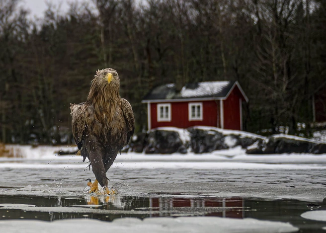 Подсказать что-то, женщина? Нужна подсказка? | Источник: Tapani Linnanmaki / Nikon Comedy Wildlife Photography Awards 2026