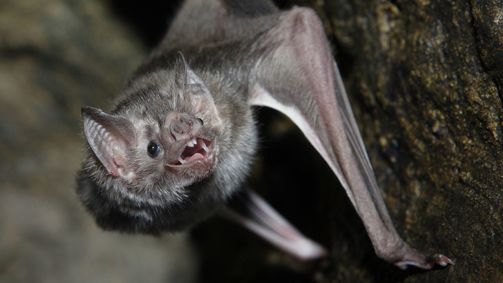 «Ужасный источник пищи»: зоологи рассказали, как летучие мыши выживают на диете из крови