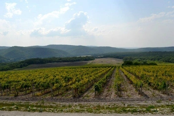 Виноградники винодельни «Гостагай», 2014 год | Источник: tasting-of-life.livejournal.com