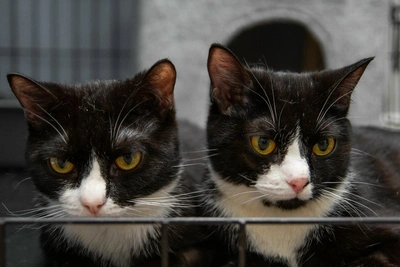 Котики с тяжелой судьбой из Югры нуждаются в доме