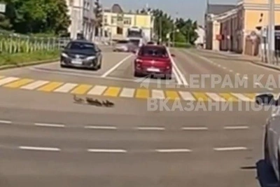 В Казани водитель помог утке с утятами перейти перекресток