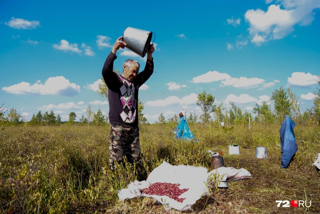 Так мужчина проветривает ягоду. Мусор по воздуху улетает в разные стороны, и чистая клюква падает на мешок | Источник: Анастасия Малышкина / 72.RU