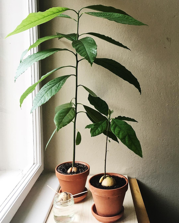 Как вырастить авокадо у себя дома: практические советы
