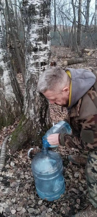 Лучше всего собирать сок на своем участке | Источник: читатель 72.RU
