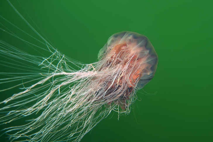 Какая медуза самая большая в мире?