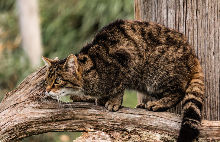 Генетическая война шотландских кошек: кто победил и можно ли считать это победой?