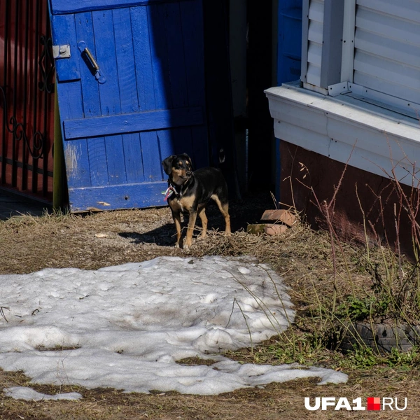 Самый главный на районе | Источник: Булат Салихов / UFA1.RU