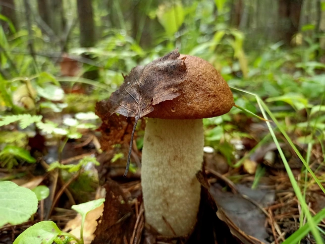 Источник: Светлана Звонарева