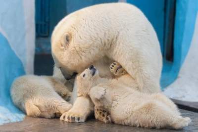 Пятое потомство у белых медведей Кая и Герды