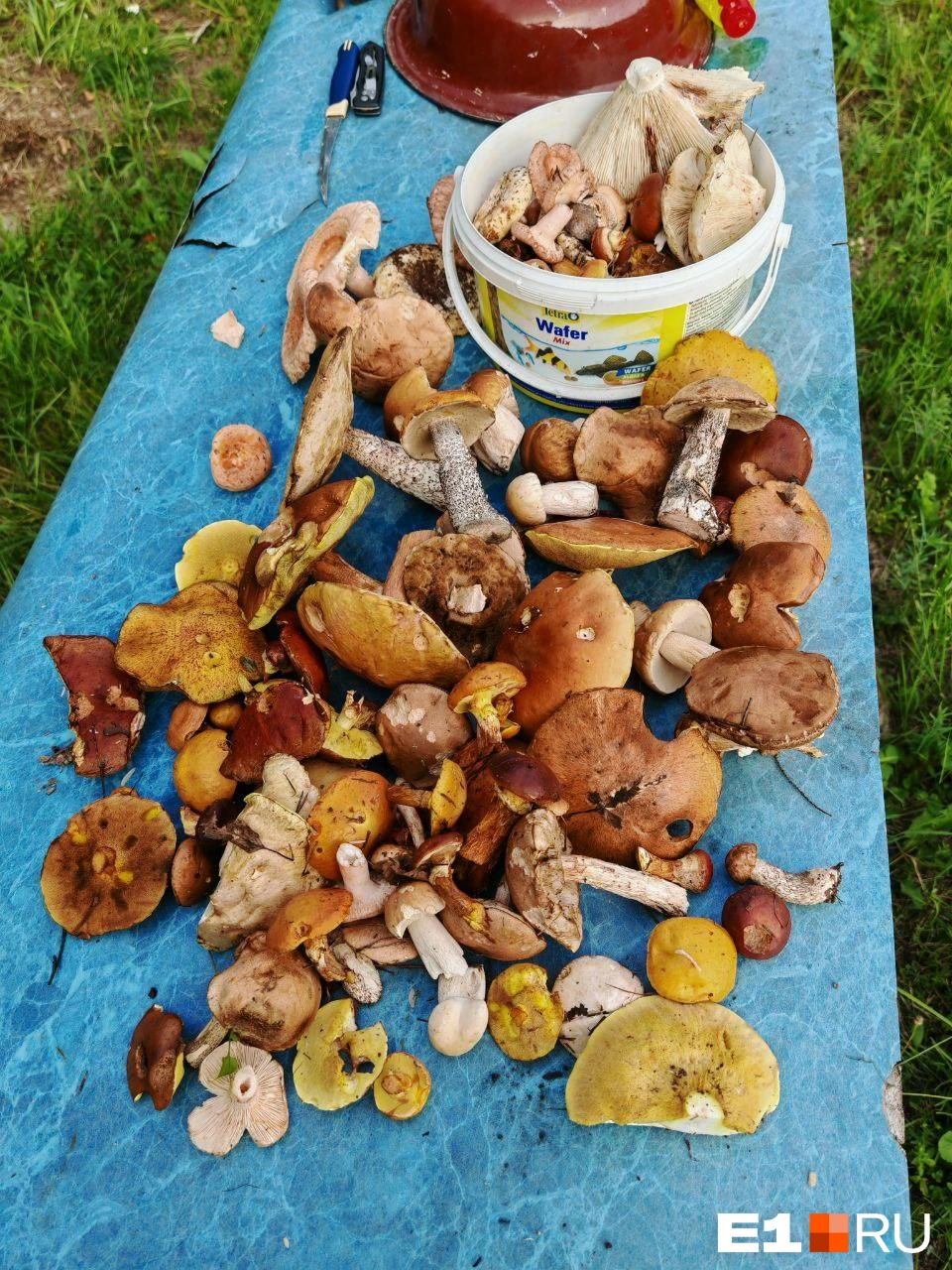 Столько грибов собрала Галина в районе Таватуя | Источник: читательница E1.RU Галина