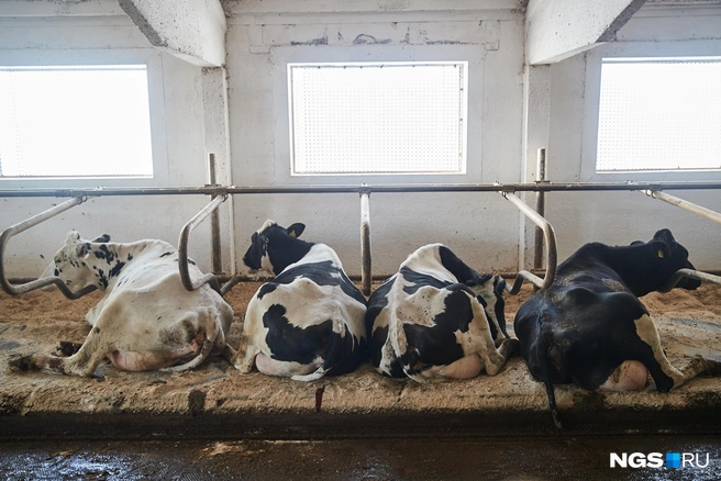  В Новосибирской области поголовье за год уже снизилось на 6% | Источник: Александр Ощепков / NGS.RU