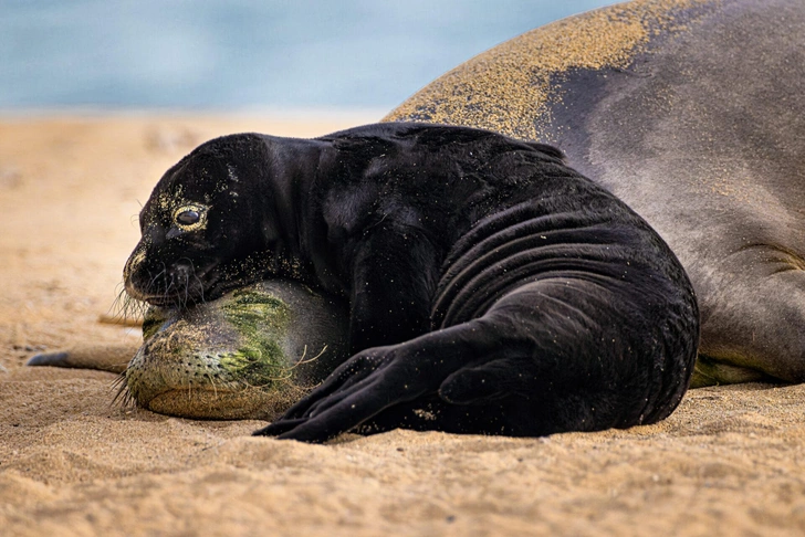 Океан и его обитатели: посмотрите на невероятные снимки финалистов конкурса Ocean Photographer of the Year 2026 | Источник: Leighton Lum / Ocean Photographer of the Year 2026