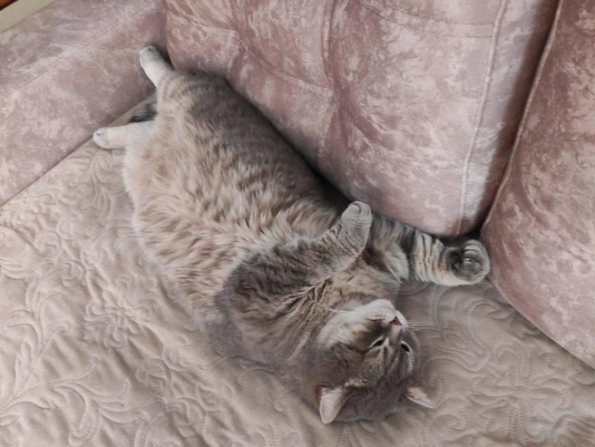 Читательские кошки предпочитают отдыхать на мягкой мебели. | Источник: читательница НГС Наталья