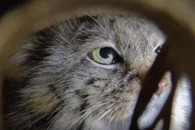 Pallas's cat Pepe arrives to mate with Shu at Leningrad Zoo