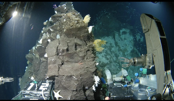 Японские океанологи открыли 38 новых живых существ. Посмотрите, кто обитает в Нанкайском желобе