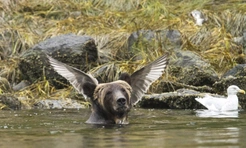 15 самых смешных фото медведей за всю историю комического конкурса Comedy Wildlife Photography Awards