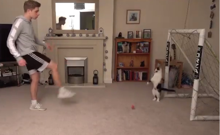 Видео с котом-вратарем, не пропускающим ни одного мяча, набрало 11 миллионов просмотров