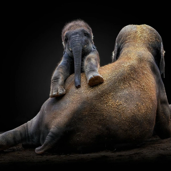 «Кто красавчик? Я красавчик!» | Источник: Pedro Jarque Krebs / Siena Creative Photo Awards 2022
