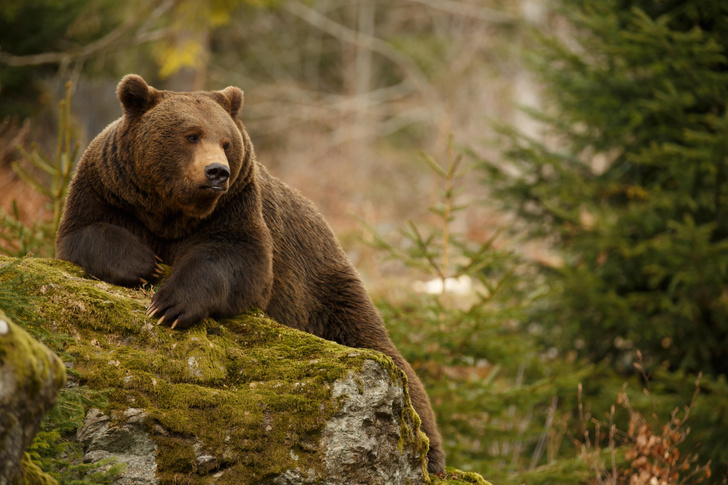 «Одной крови»: медведи подсказали способ предотвратить атрофию мышц у человека