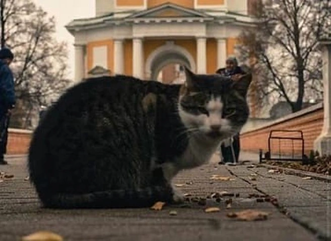 Знаменитого кота Тишку из Рязанского кремля порвали собаки | ya62.ru