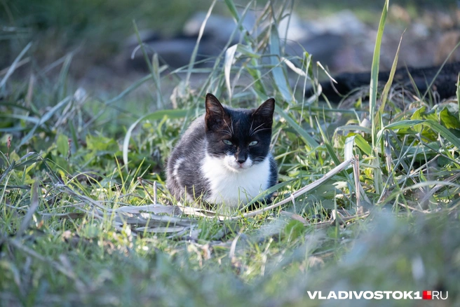 Будет тепло и сухо | Источник: Елена Буйвол / VLADIVOSTOK1.RU